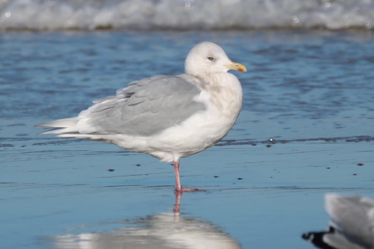 Iceland Gull (kumlieni) - ML613978650