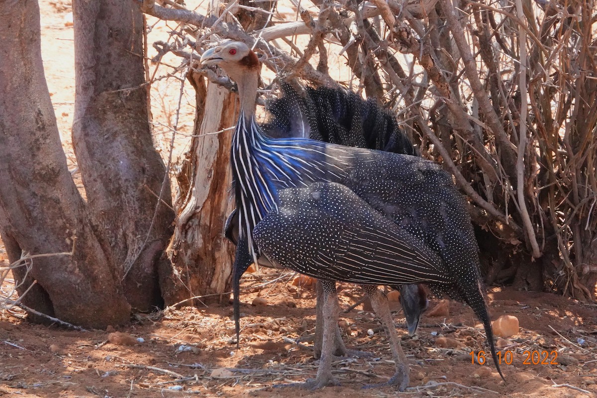 Vulturine Guineafowl - ML613978664