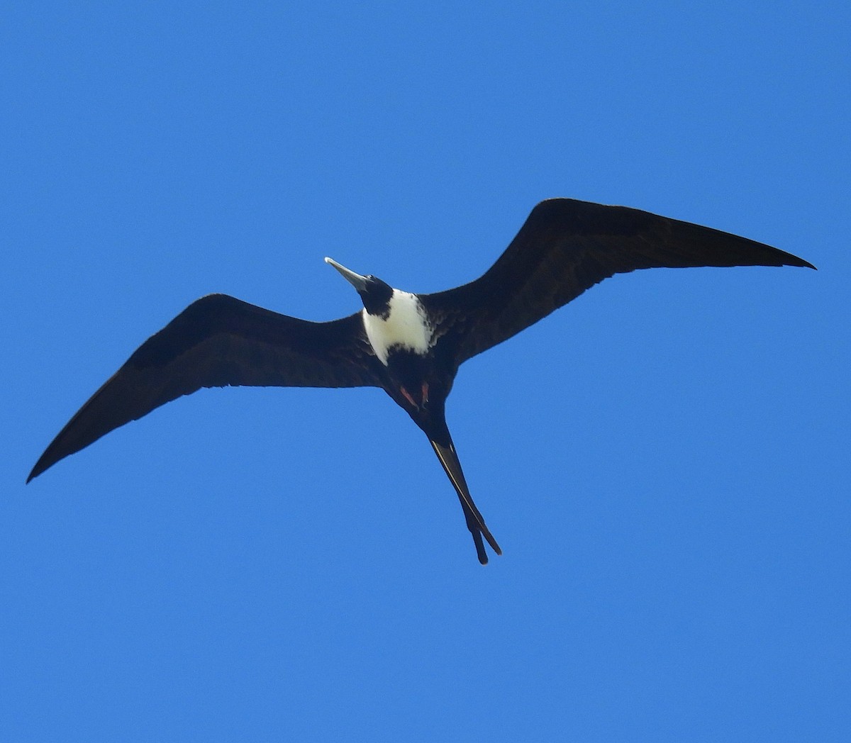 Magnificent Frigatebird - Pablo García (PGR)