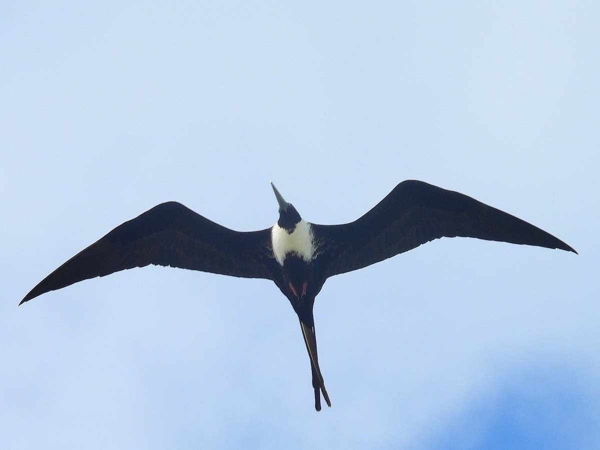 Magnificent Frigatebird - Pablo García (PGR)