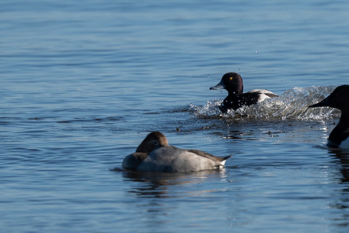 Greater Scaup - ML613978692