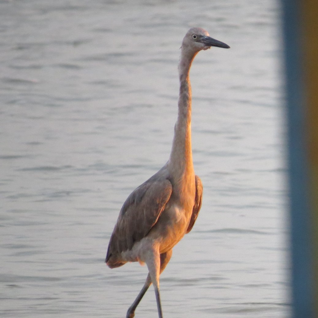 Reddish Egret - Alex Loya