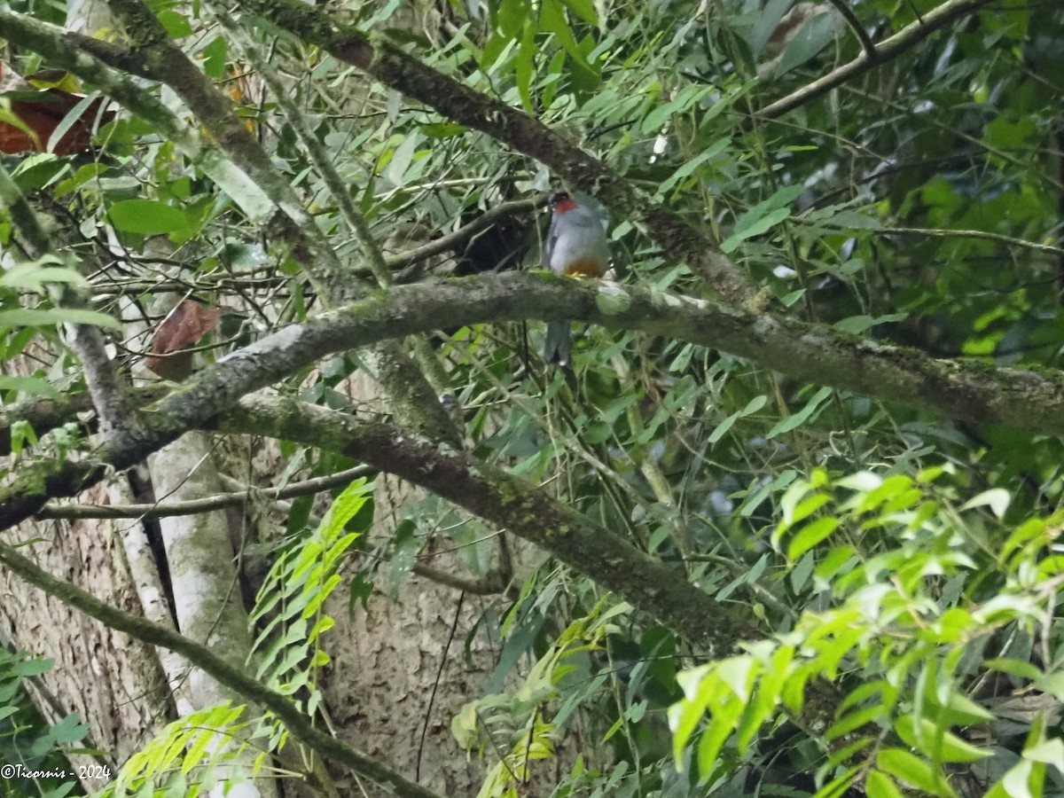 Rufous-throated Solitaire (Rufous-throated) - ML613978724