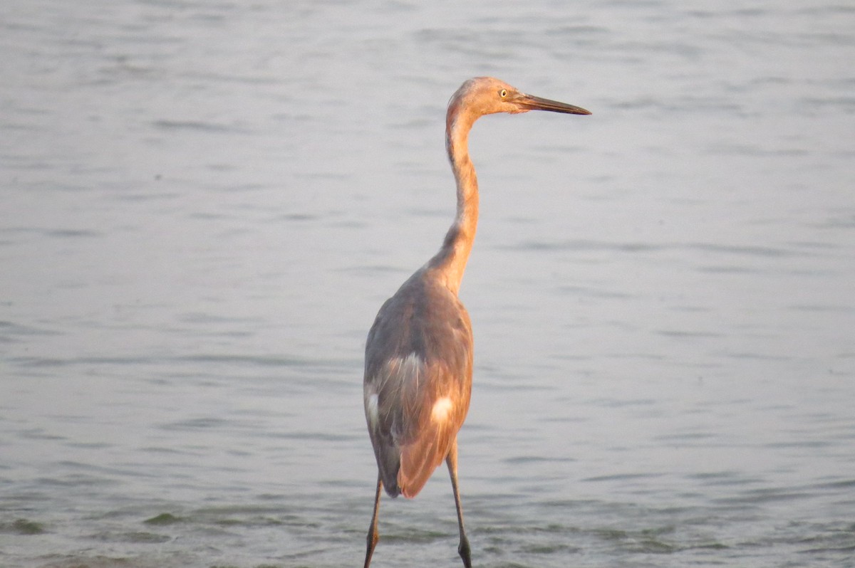 Reddish Egret - Alex Loya