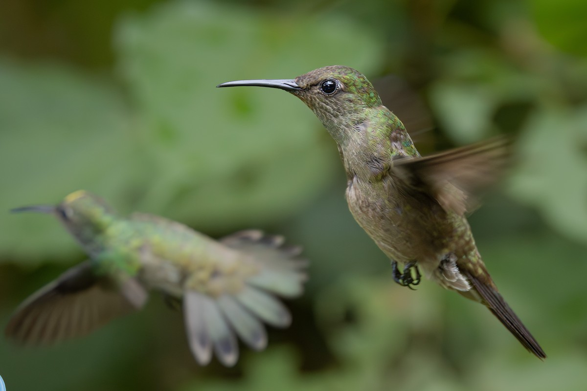 Colibrí Apagado - ML613978839