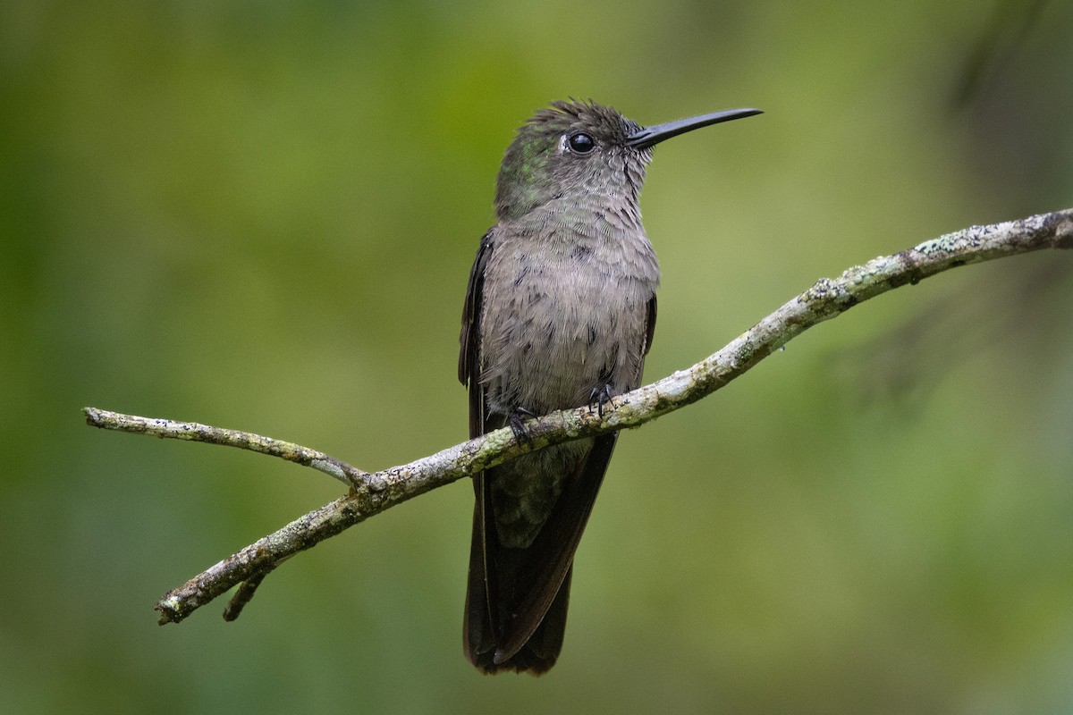 Sombre Hummingbird - ML613978840