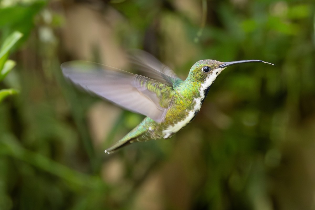 Black-throated Mango - ML613978856