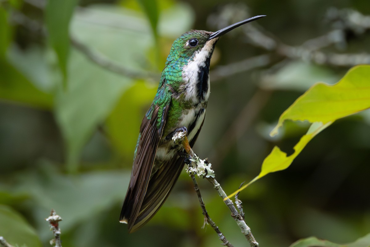 Black-throated Mango - ML613978858