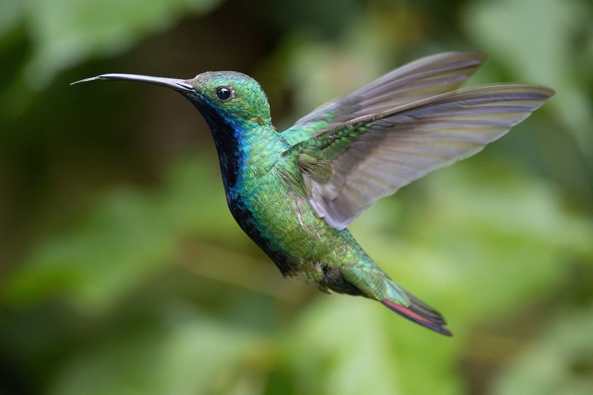 Black-throated Mango - Ligia De Lima Carvalho