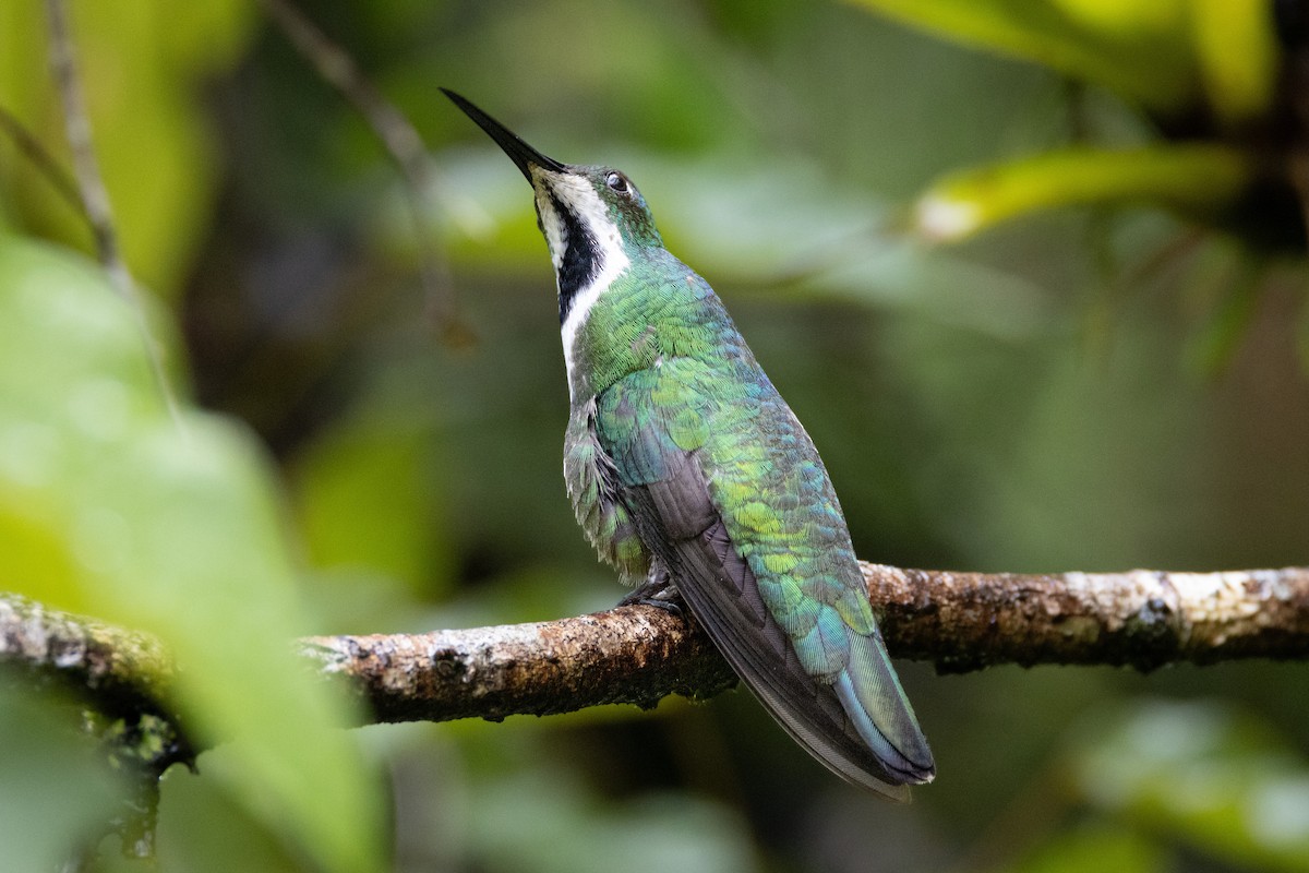 Black-throated Mango - ML613978866