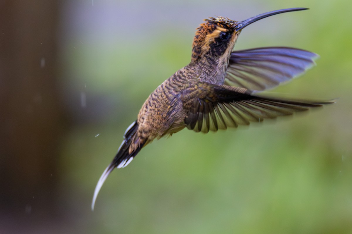 Scale-throated Hermit - Ligia De Lima Carvalho