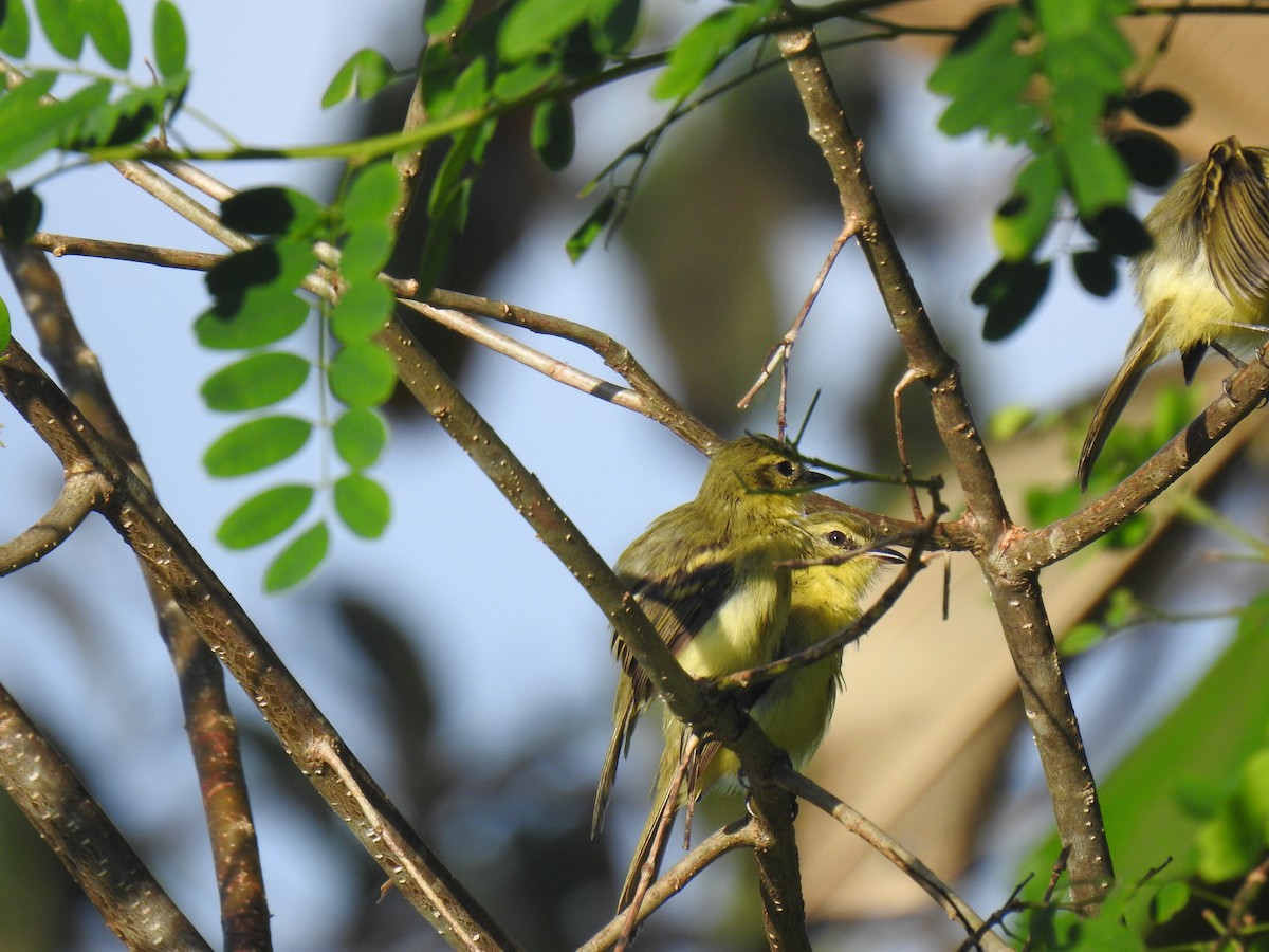 Yellow Tyrannulet - ML613978922