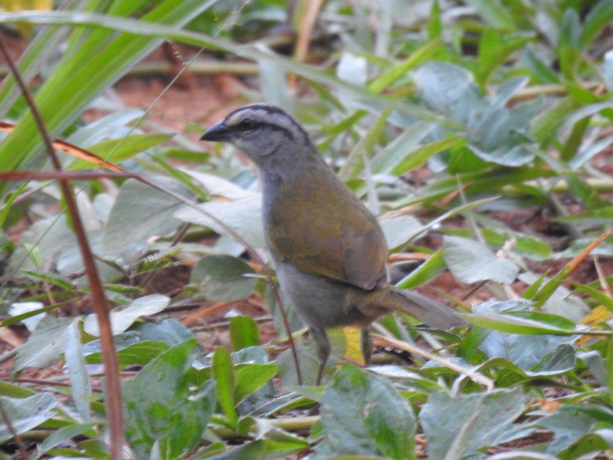 Black-striped Sparrow - Justin Harris