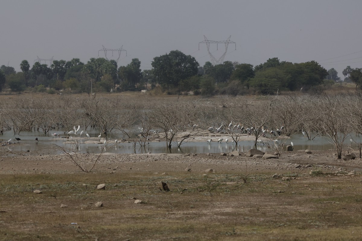 Painted Stork - Sriram Reddy