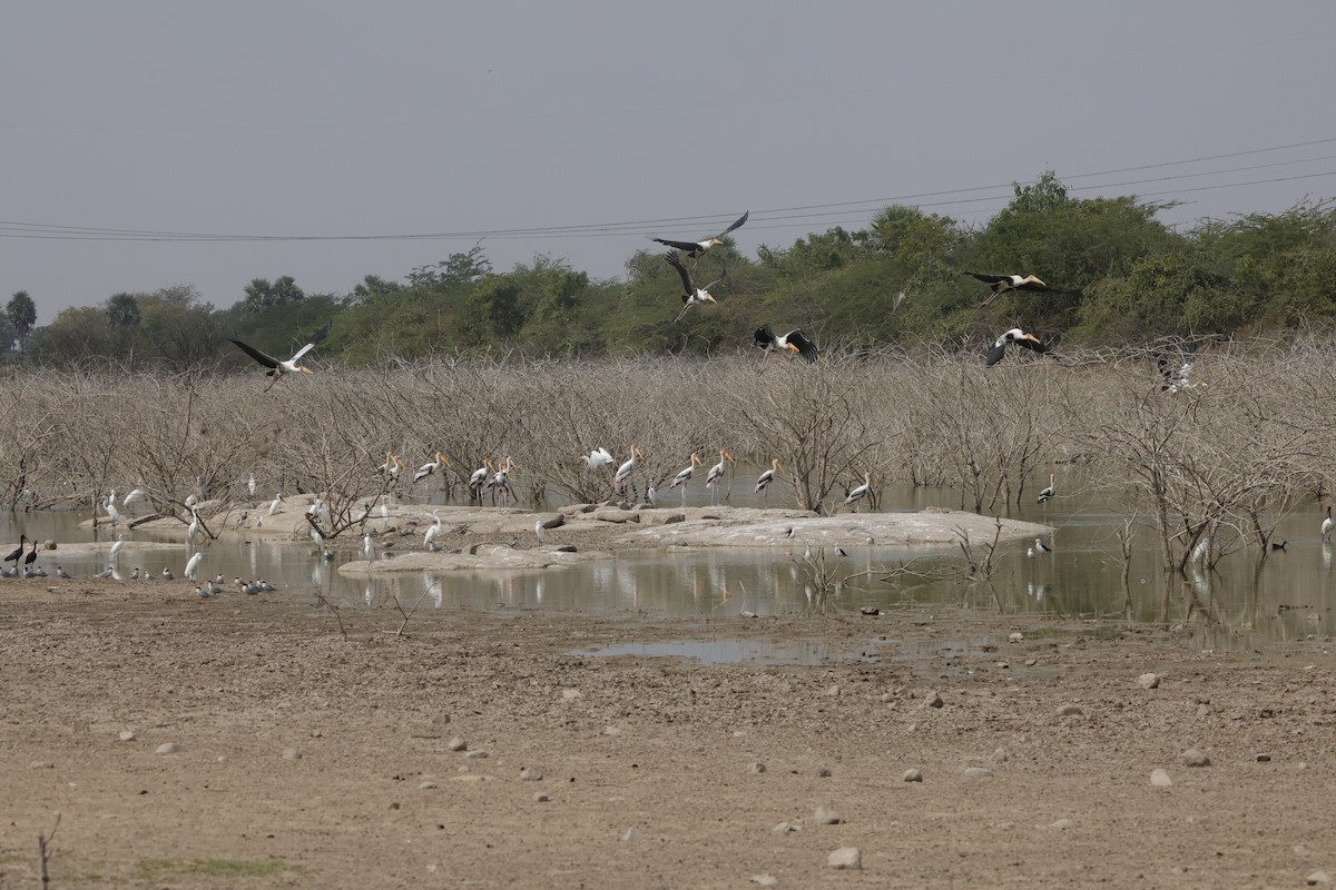 Painted Stork - ML613978998