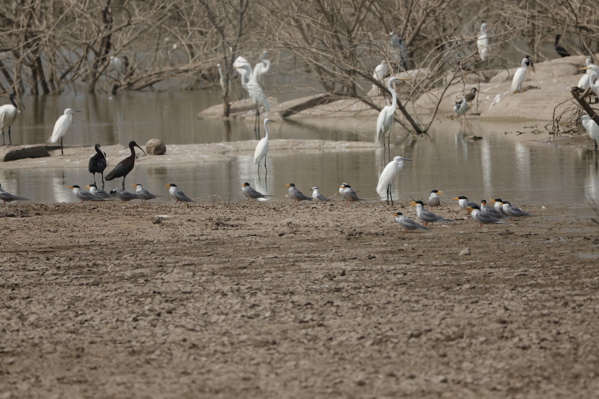 River Tern - Sriram Reddy