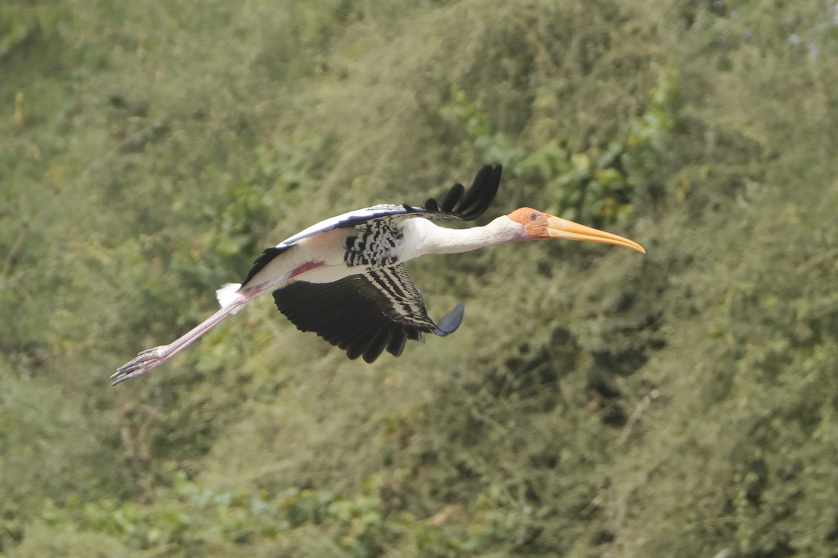 Painted Stork - Sriram Reddy