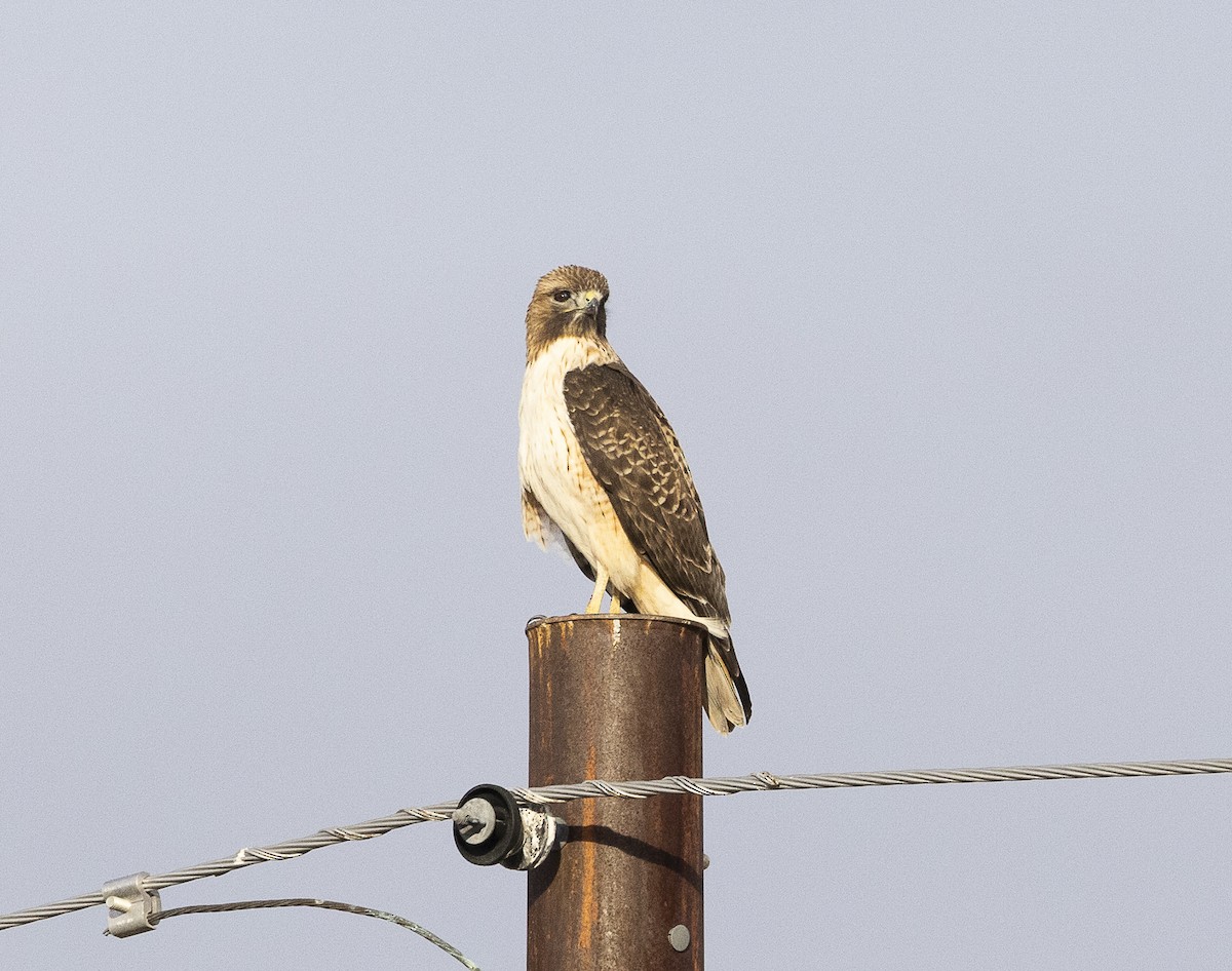 Red-tailed Hawk - ML613979048