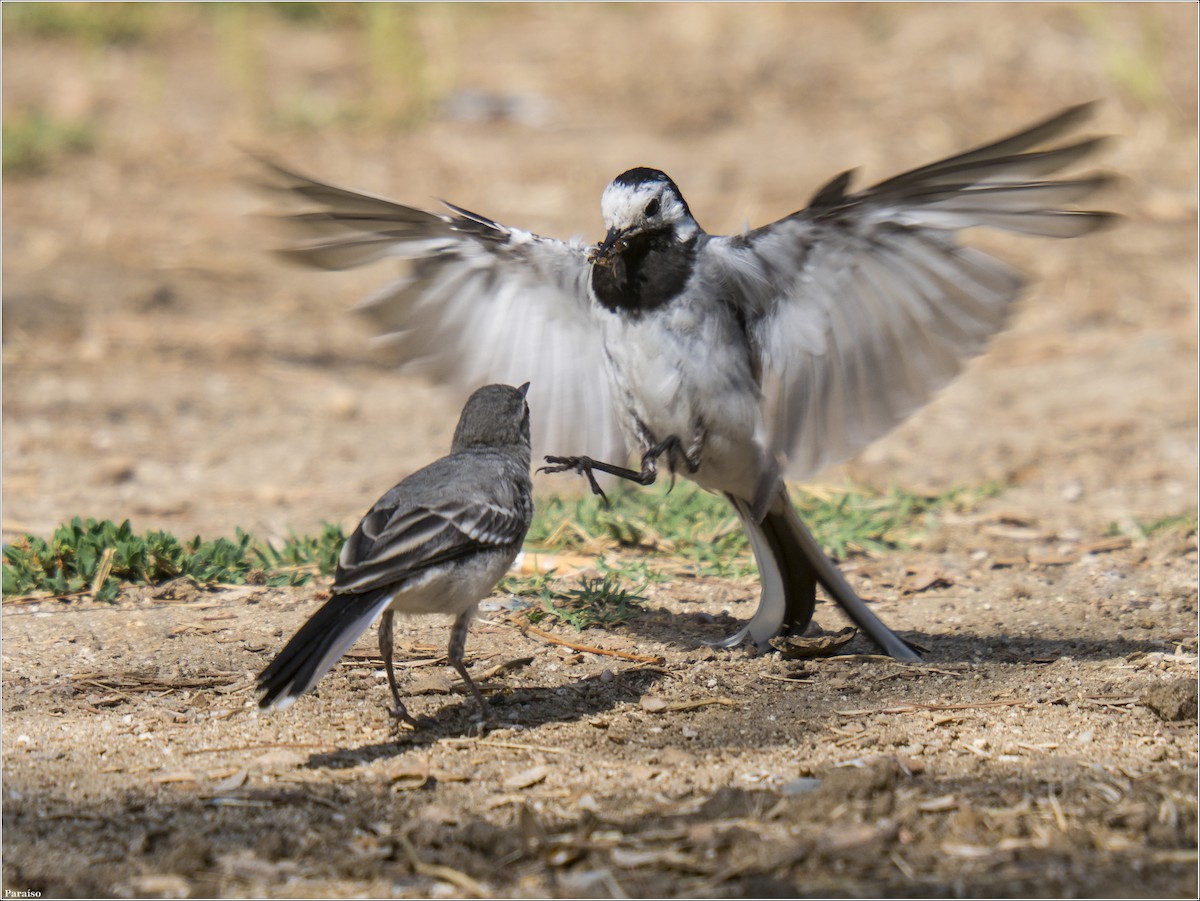 White Wagtail - ML613979055