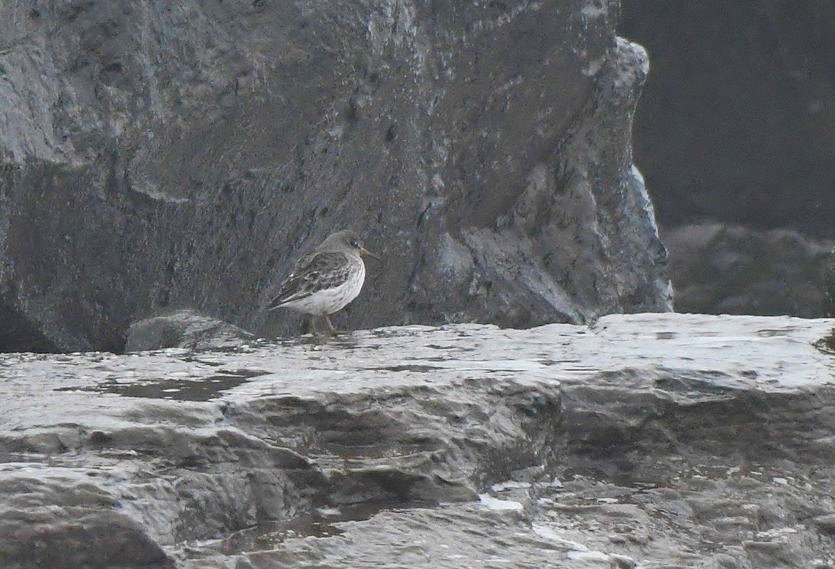 Rock Sandpiper - ML613979084