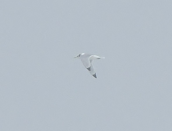 Gaviota Tridáctila - ML613979099