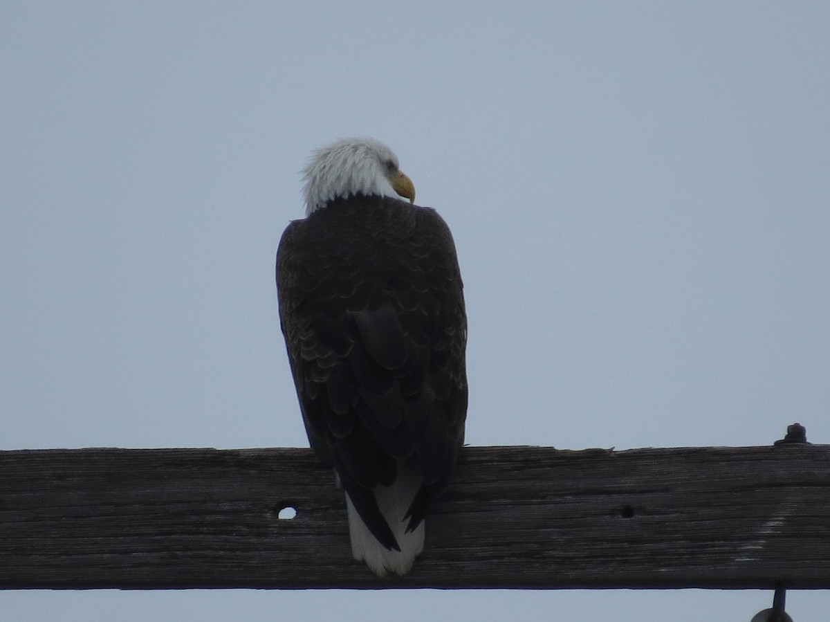 Bald Eagle - ML613979115