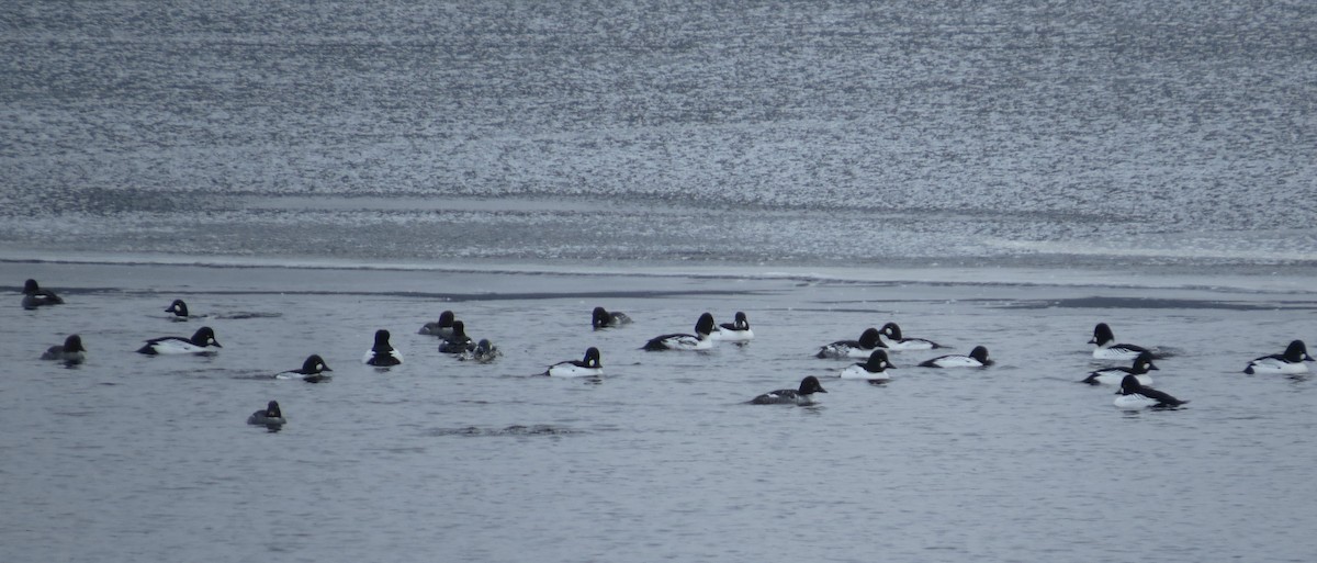 Common Goldeneye - ML613979129