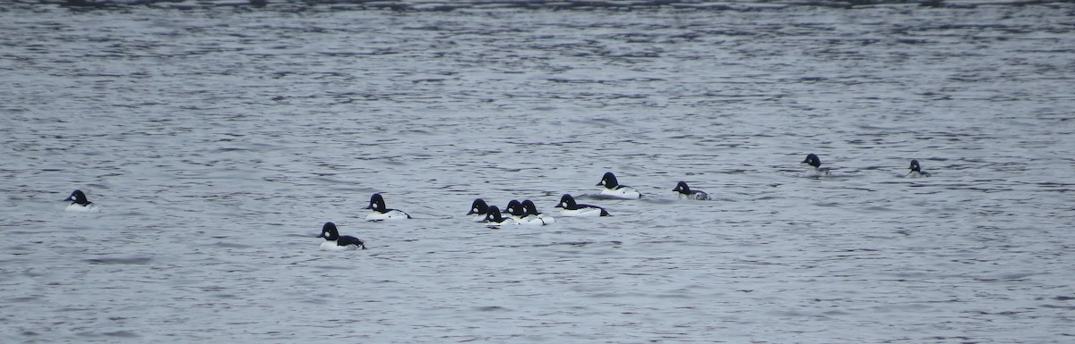 Common Goldeneye - ML613979130