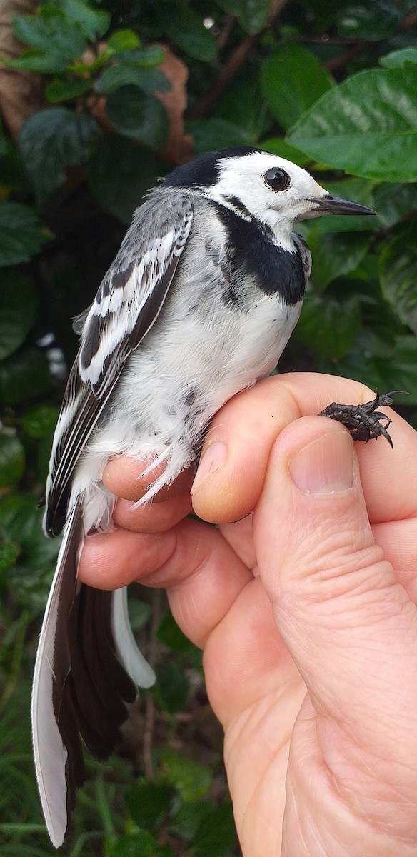 White Wagtail - ML613979132