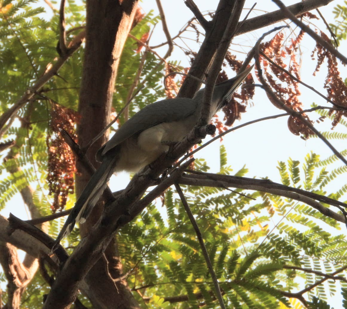 Indian Gray Hornbill - Chaiti Banerjee