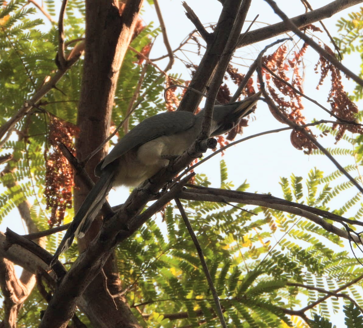 Indian Gray Hornbill - Chaiti Banerjee