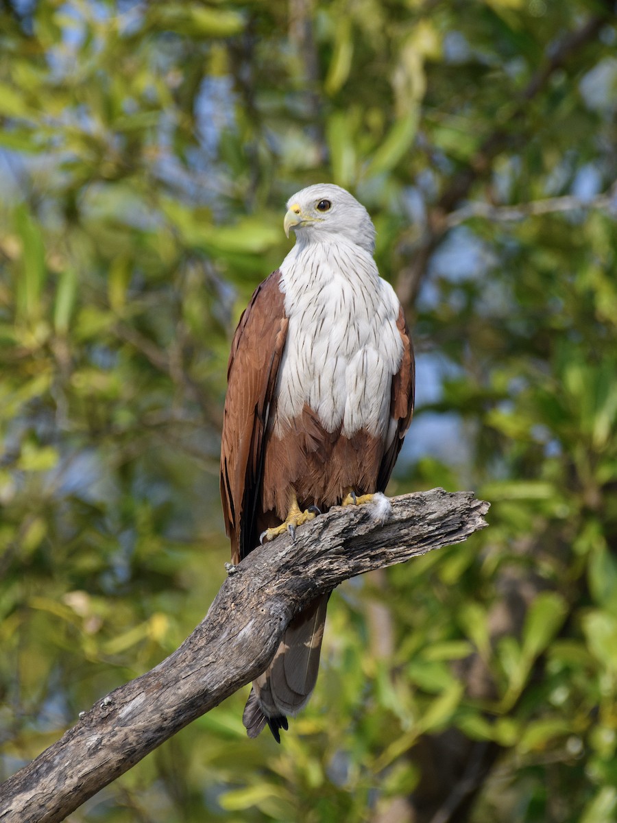 Brahminy Kite - ML613979144