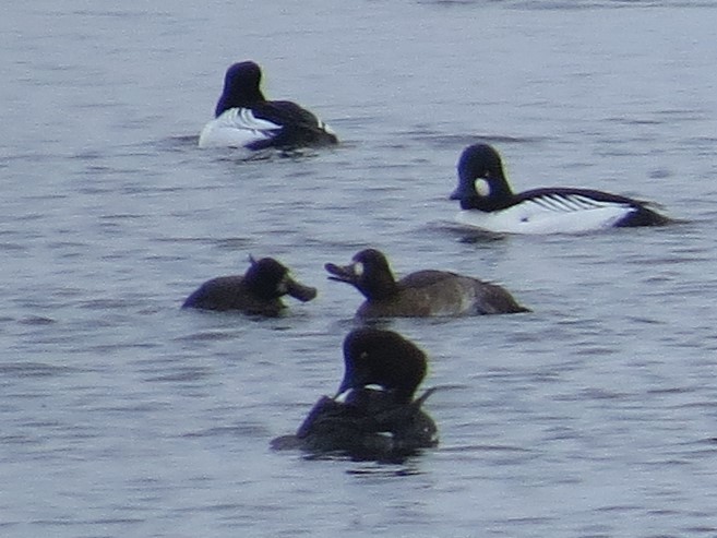 Lesser Scaup - ML613979159