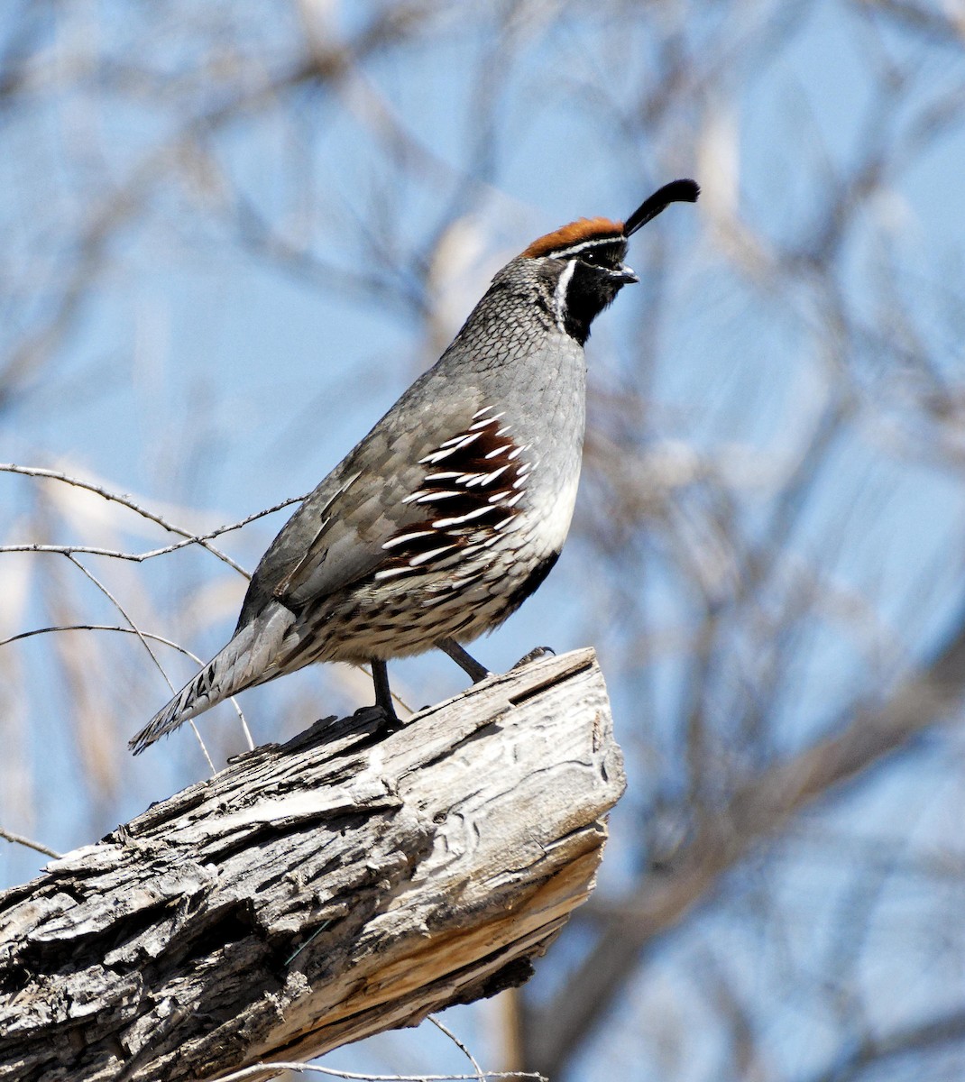 Gambel's Quail - ML613979164