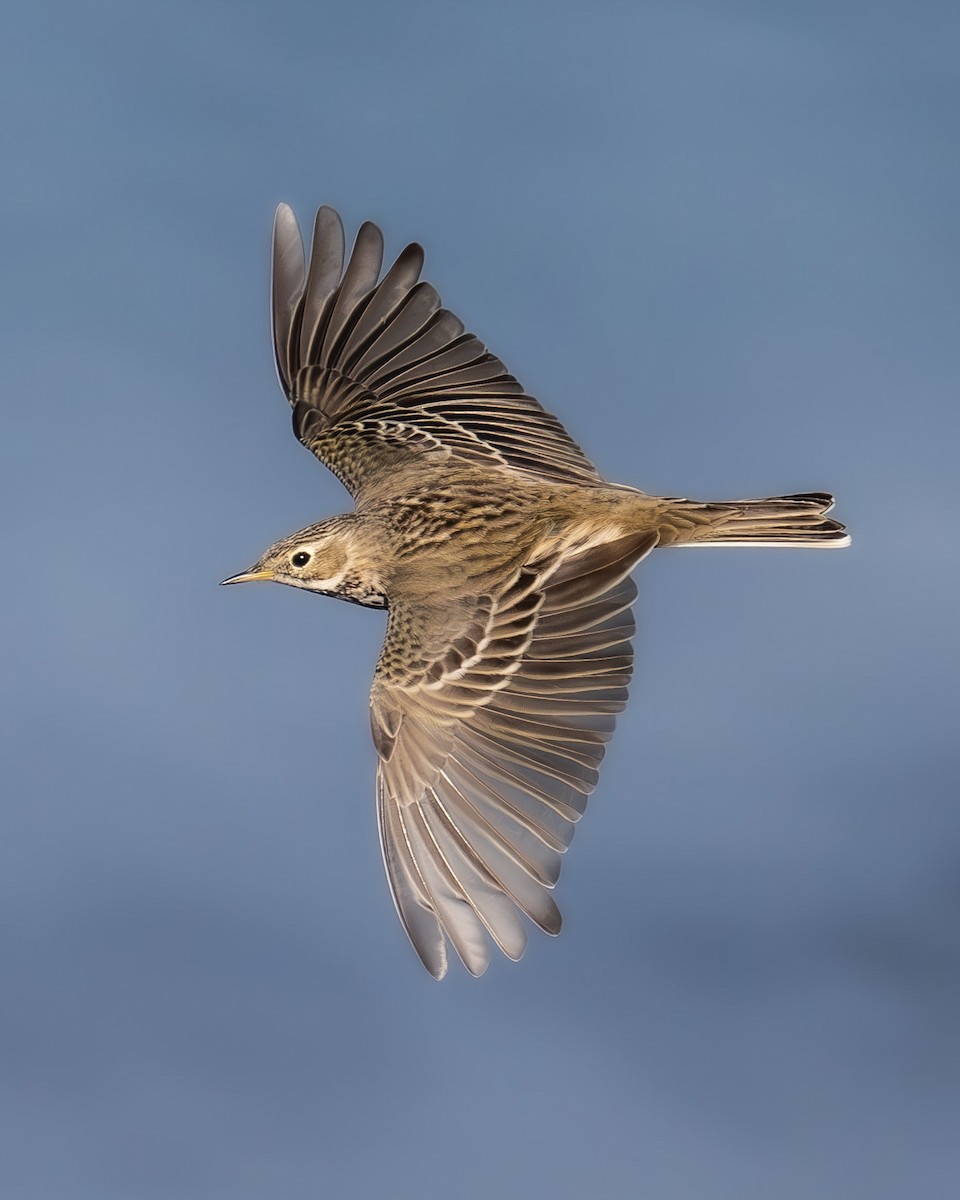 Meadow Pipit - Uriel Levy