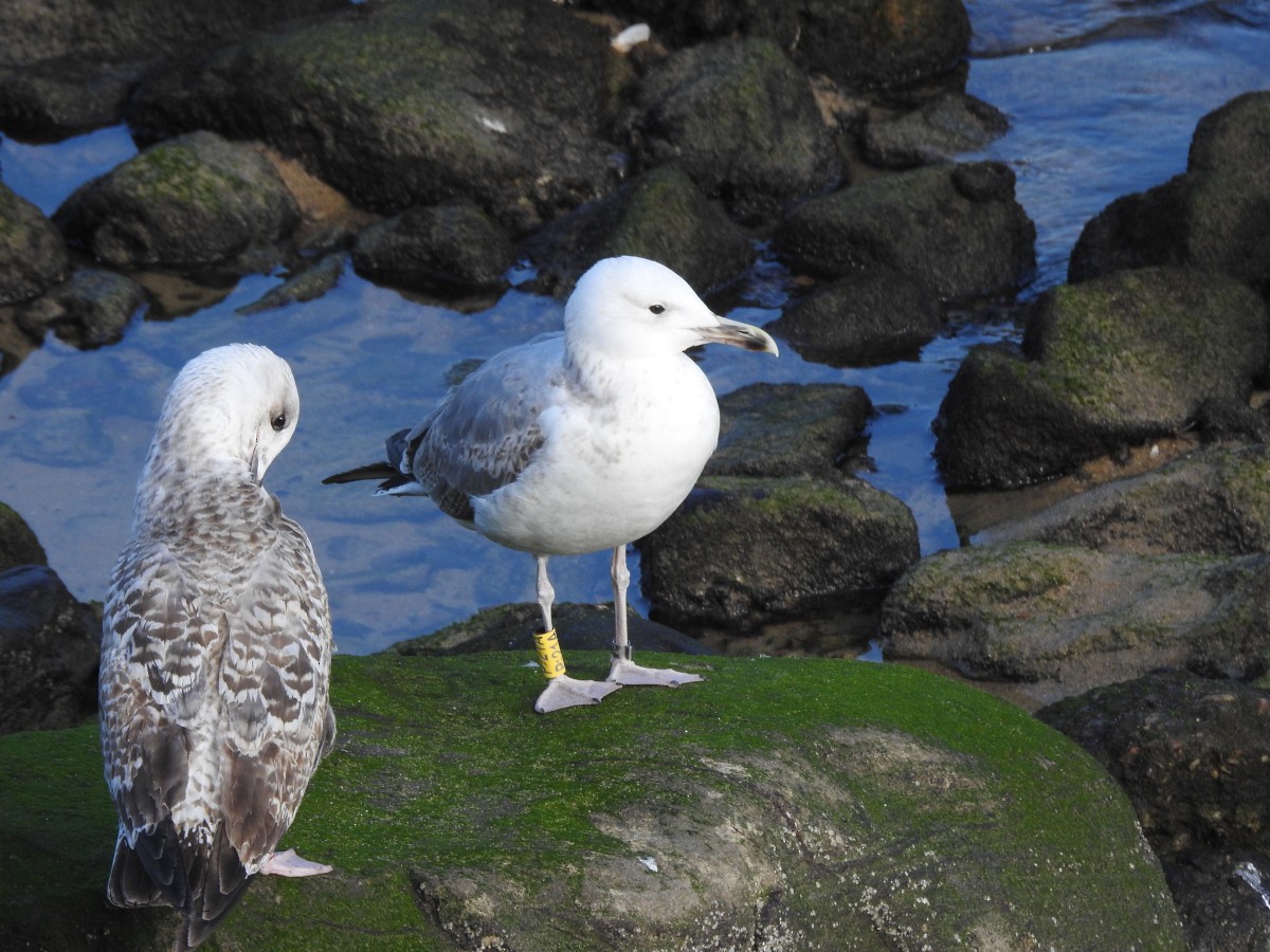 Caspian Gull - ML613979186