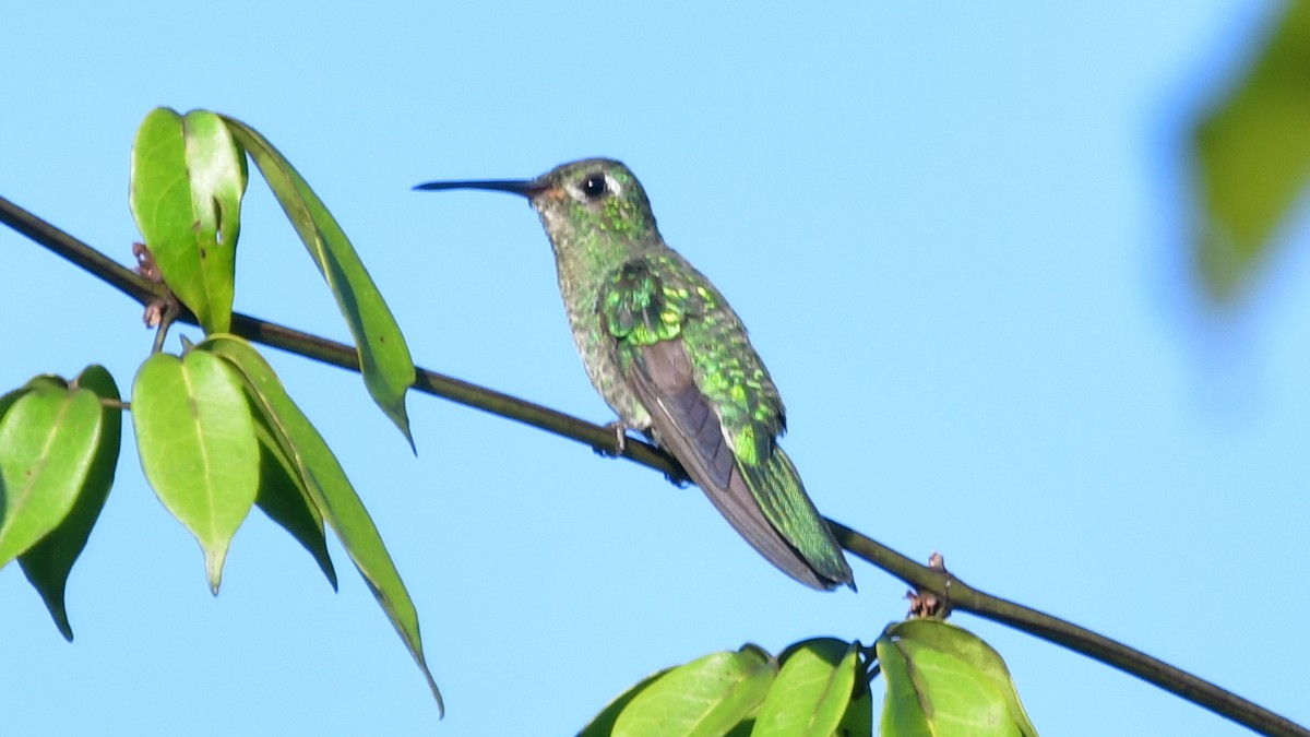 kolibřík zelenoocasý - ML613979238