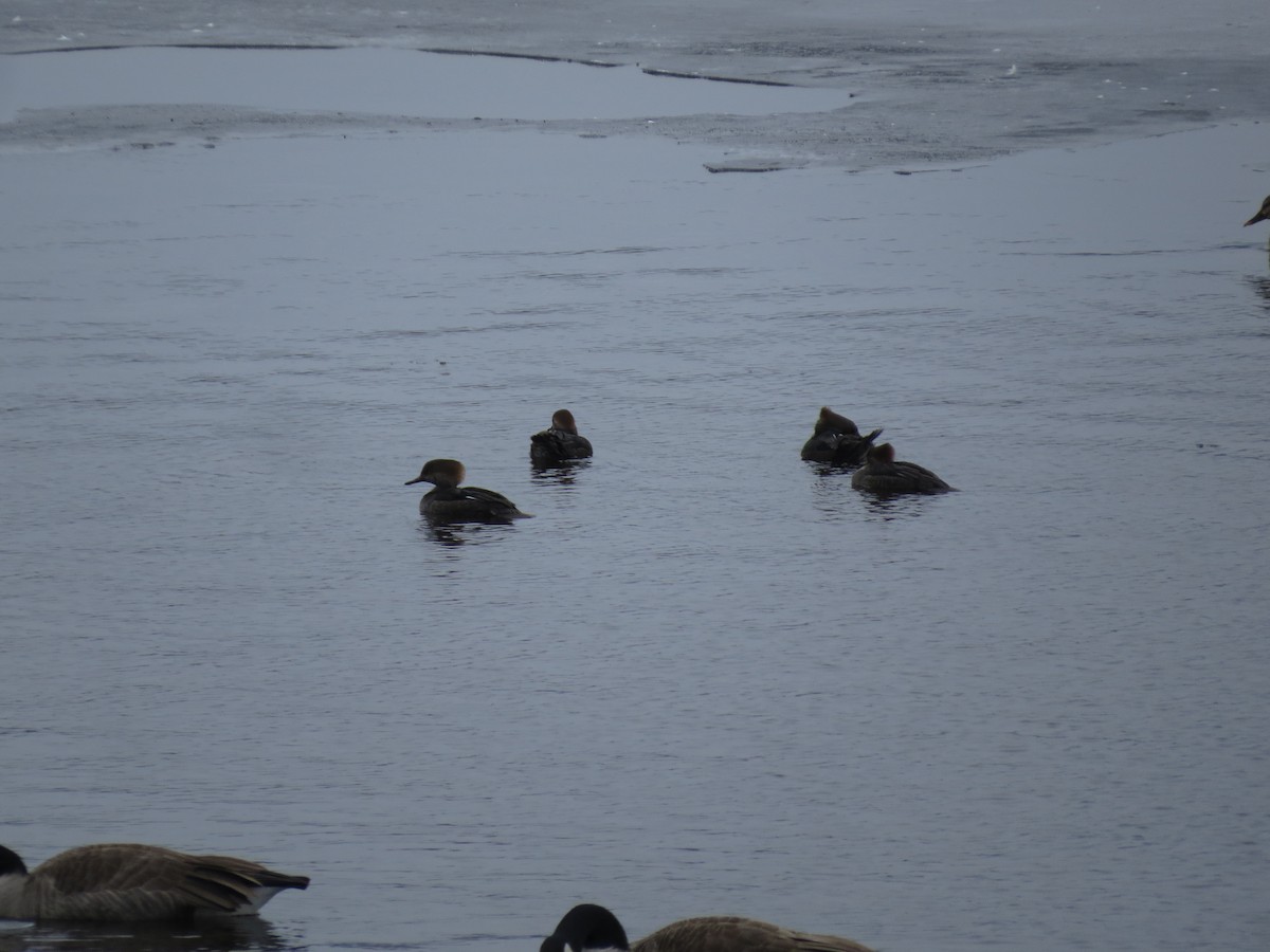 Hooded Merganser - ML613979288