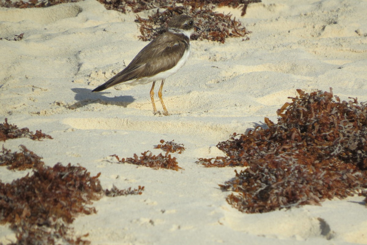 Semipalmated Plover - ML613979298