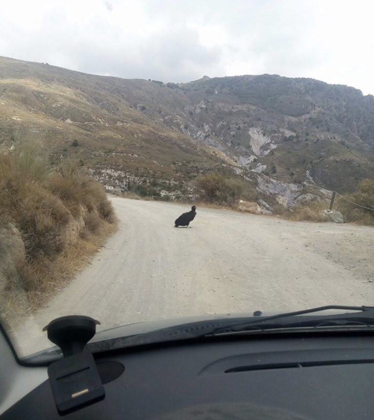 Cinereous Vulture - ML613979330