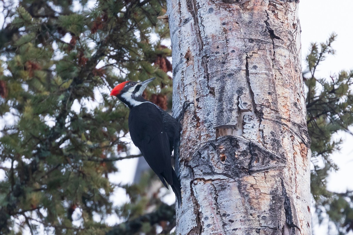 Pileated Woodpecker - ML613979331