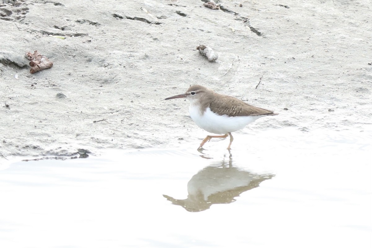 Spotted Sandpiper - ML613979469