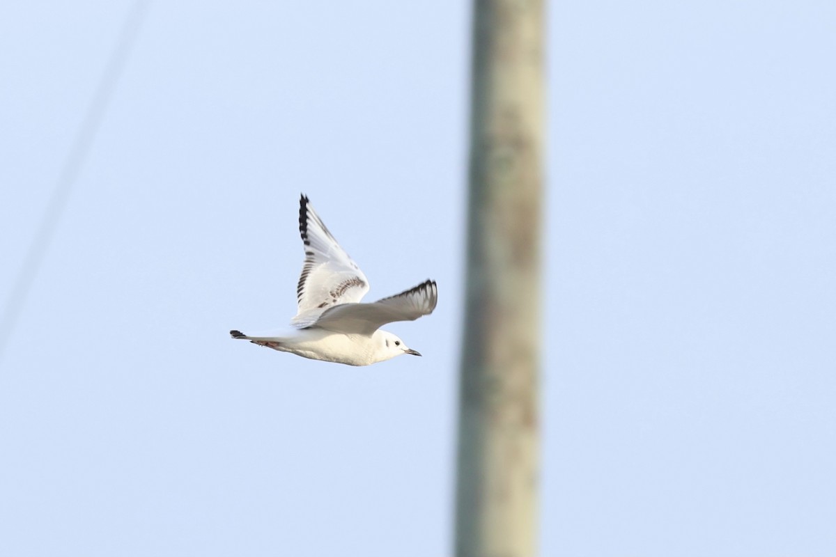 Bonaparte's Gull - ML613979473