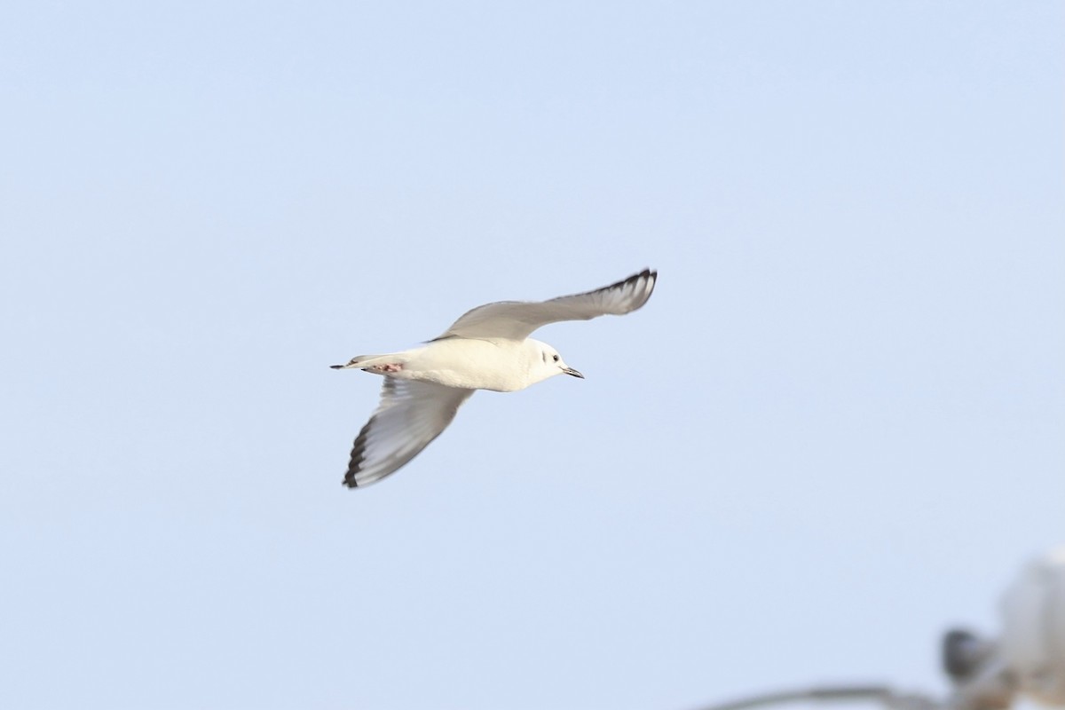 Bonaparte's Gull - ML613979474