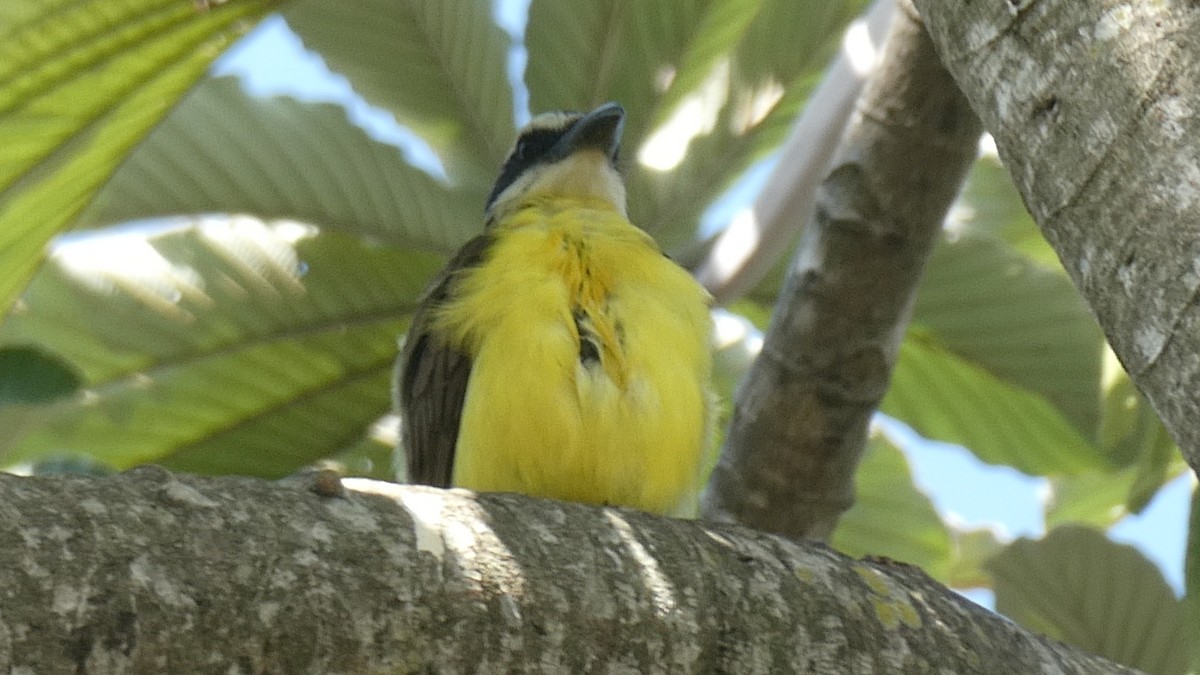 Boat-billed Flycatcher - ML613979497