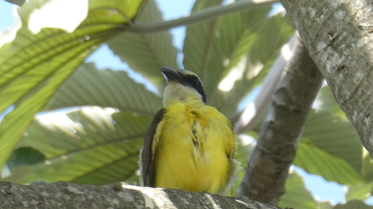 Boat-billed Flycatcher - ML613979499