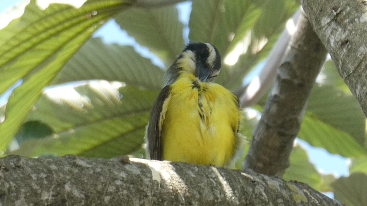 Boat-billed Flycatcher - ML613979500