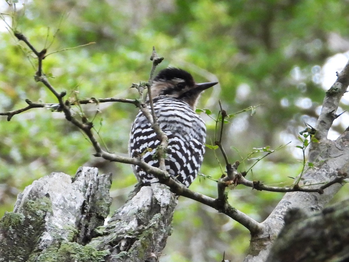 Ladder-backed Woodpecker - ML613979524