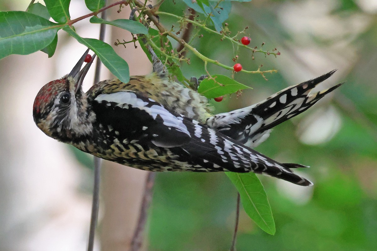 Yellow-bellied Sapsucker - ML613979543