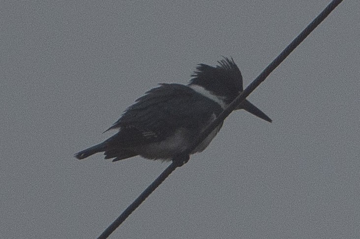 Belted Kingfisher - ML613979601